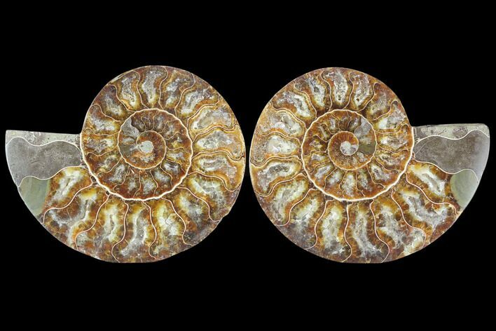 Sliced Ammonite Fossil - Agatized #125036